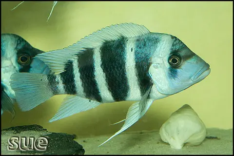 Cyphotilapia gibberosa