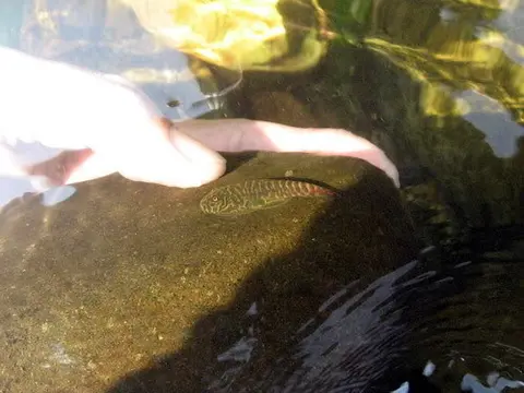 Gastromyzon sp. 'SK02'