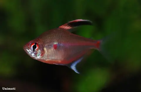 红点魮脂鲤