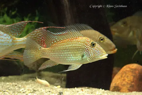 Satanoperca leucosticta