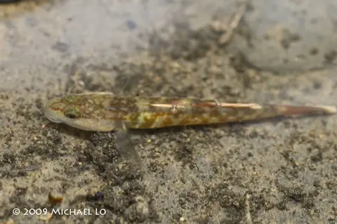 Rhinogobius zhoui