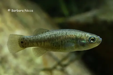 Esmaeilius persicus