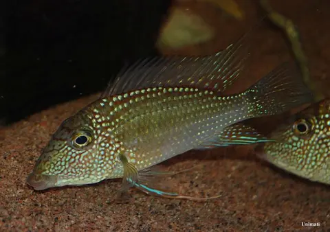 Satanoperca leucosticta