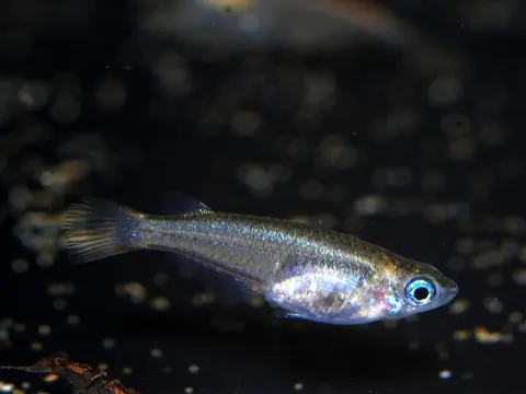 Oryzias wolasi
