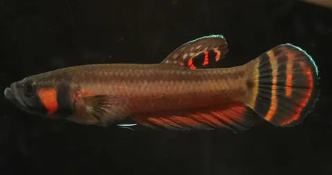大口抟鱼