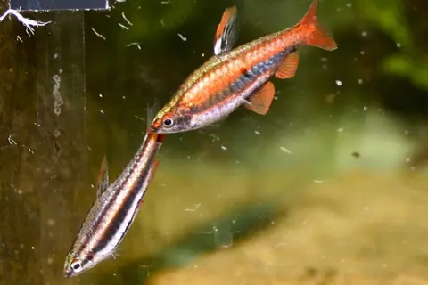 Nannostomus mortenthaleri