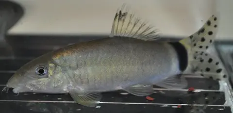 闪光沙鳅
