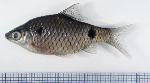 Pethia ticto