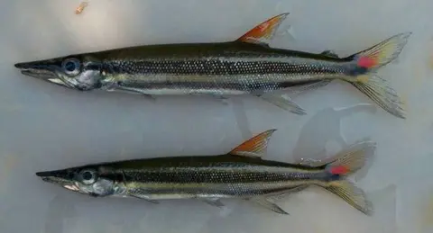 Acestrorhynchus isalineae