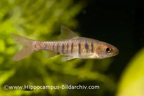 'Barbus' fasciolatus