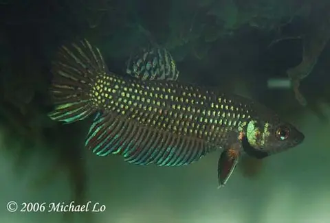 Betta mahachaiensis