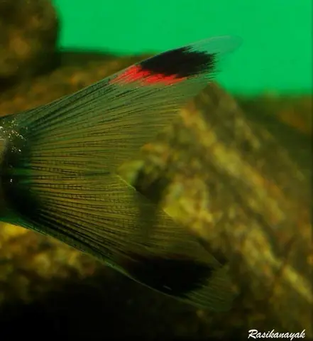 Dawkinsia assimilis