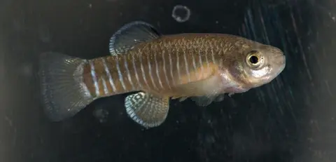 Esmaeilius arakensis