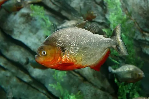 Pygocentrus cariba