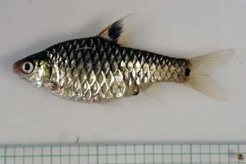 饰圈魮