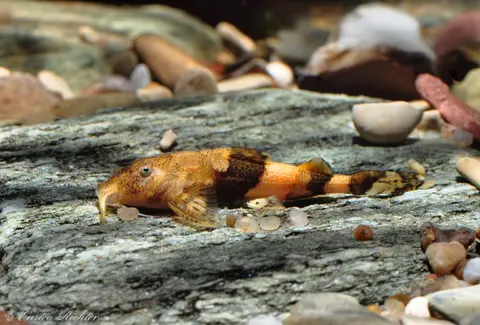Caelatoglanis zonatus