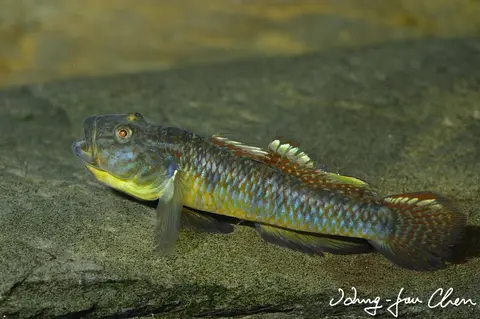 子陵吻鰕虎鱼