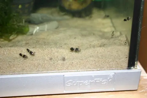 拟篦斗鱼