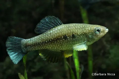 Cualac tessellatus