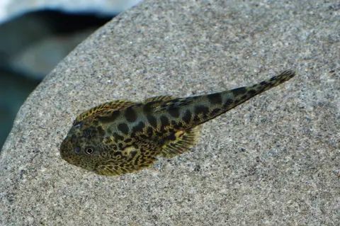 Sewellia elongata