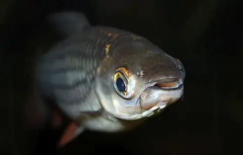 Leptobarbus rubripinna