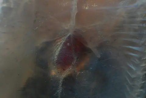 栉头腹吸鳅