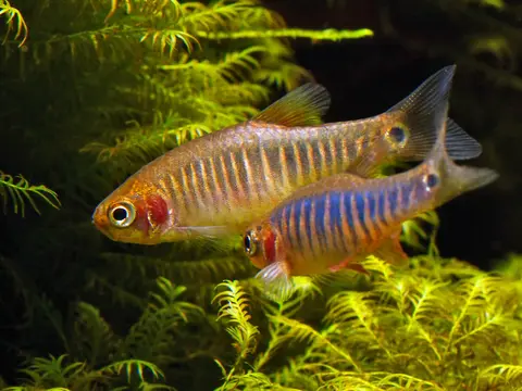 Danio erythromicron