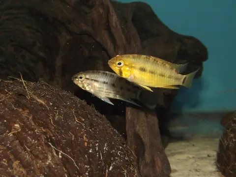 Apistogramma paulmuelleri