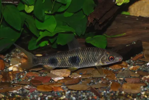 Leporinus copelandii