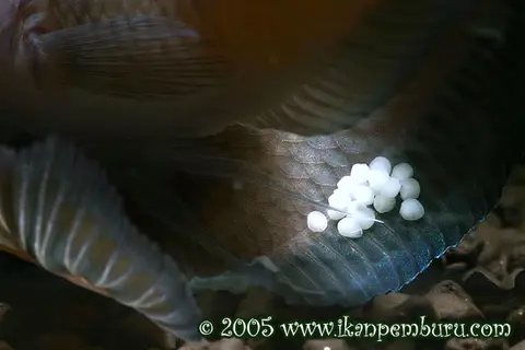 Betta ocellata