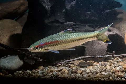 Sahyadria chalakkudiensis