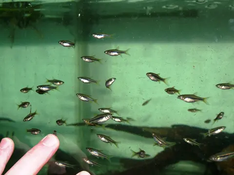 Rasbora cf. dandia