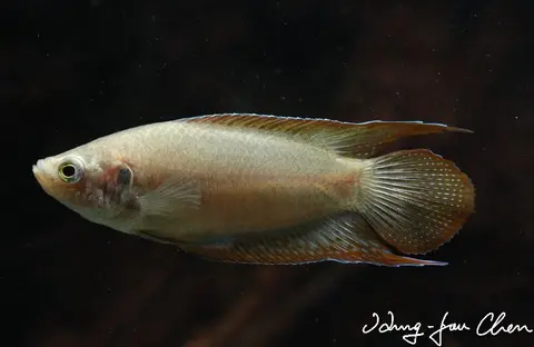 圆尾斗鱼