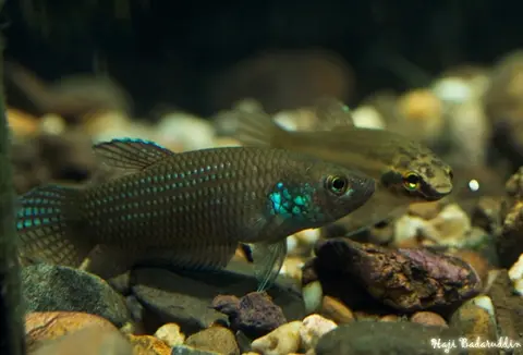 Betta stigmosa