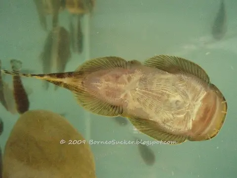 Gastromyzon extrorsus