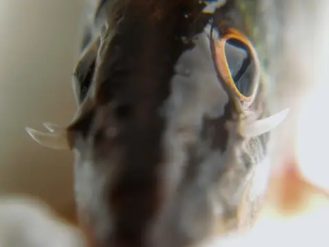 横带沙鳅