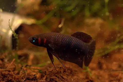 Betta hendra