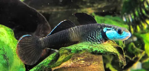 Stiphodon ornatus