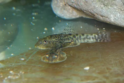Sewellia elongata