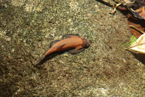 美腹腹吸鳅