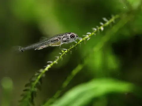Physoschistura mango