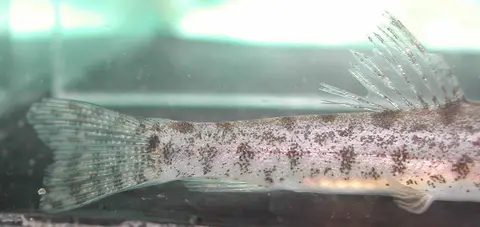 Lepidocephalichthys goalparensis