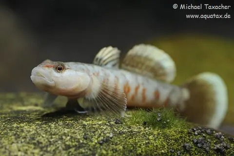 Rhinogobius zhoui