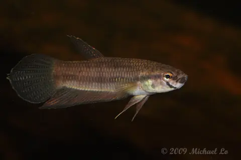 Betta antoni