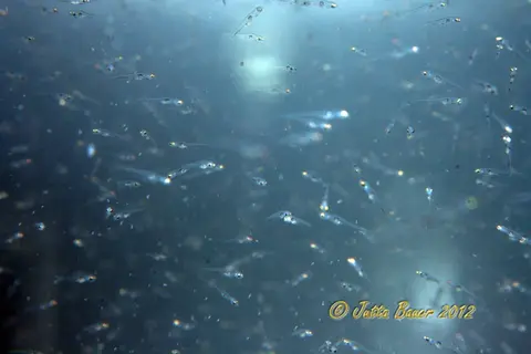 李氏吻鰕虎鱼
