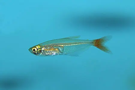 Prionobrama filigera