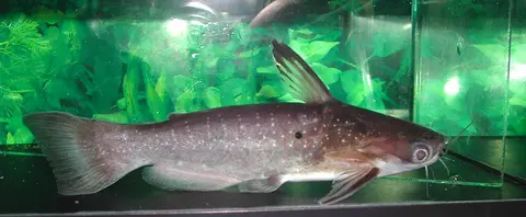 Auchenipterichthys coracoideus
