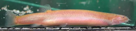 野潘鳅