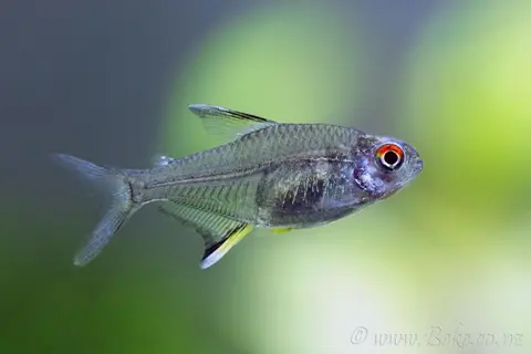 柠檬灯