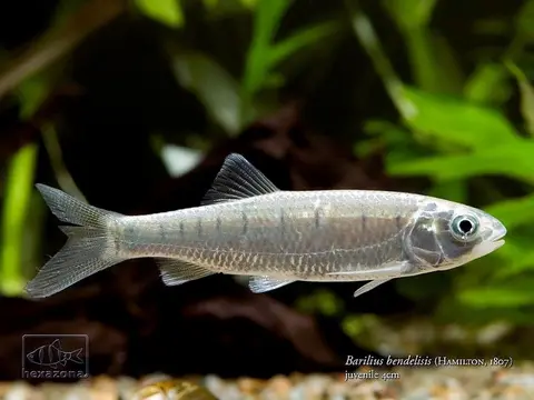 Barilius bendelisis